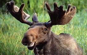 Marc the Moose